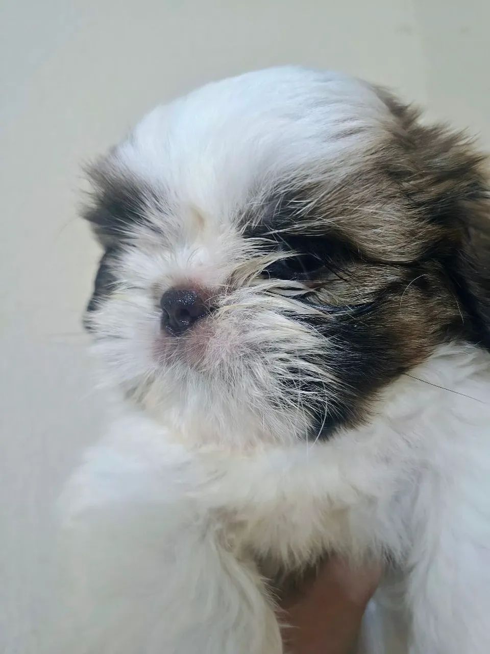 Shih tzu fêmea micro - Foto 2