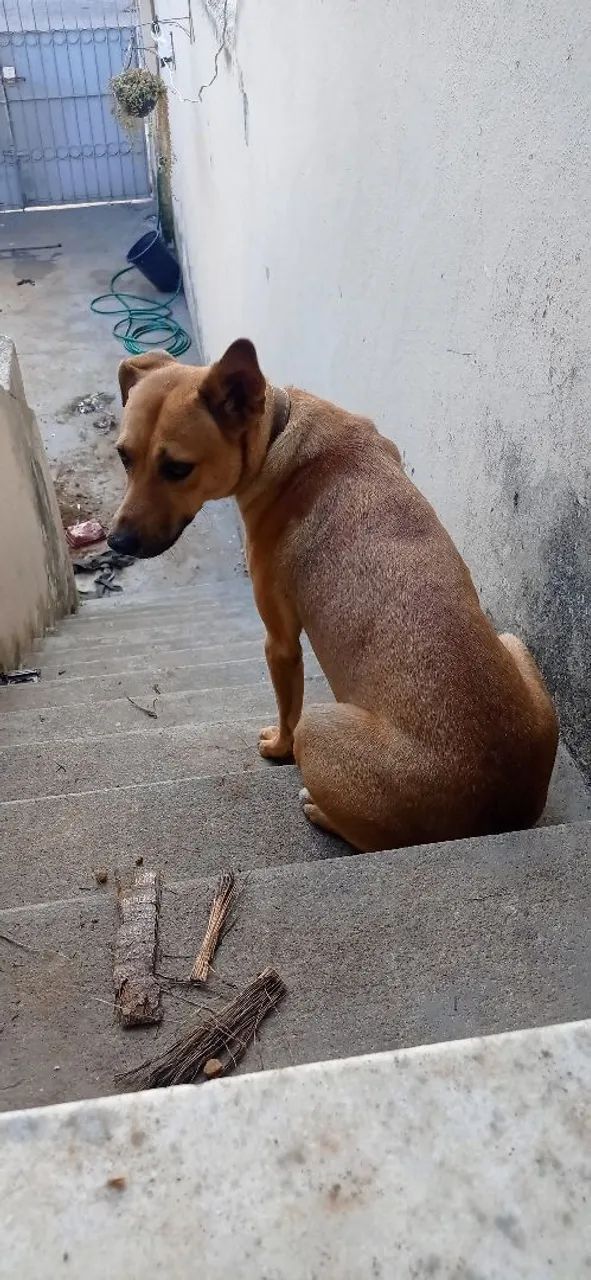 Doa-se cão Caramelo macho - Foto 5