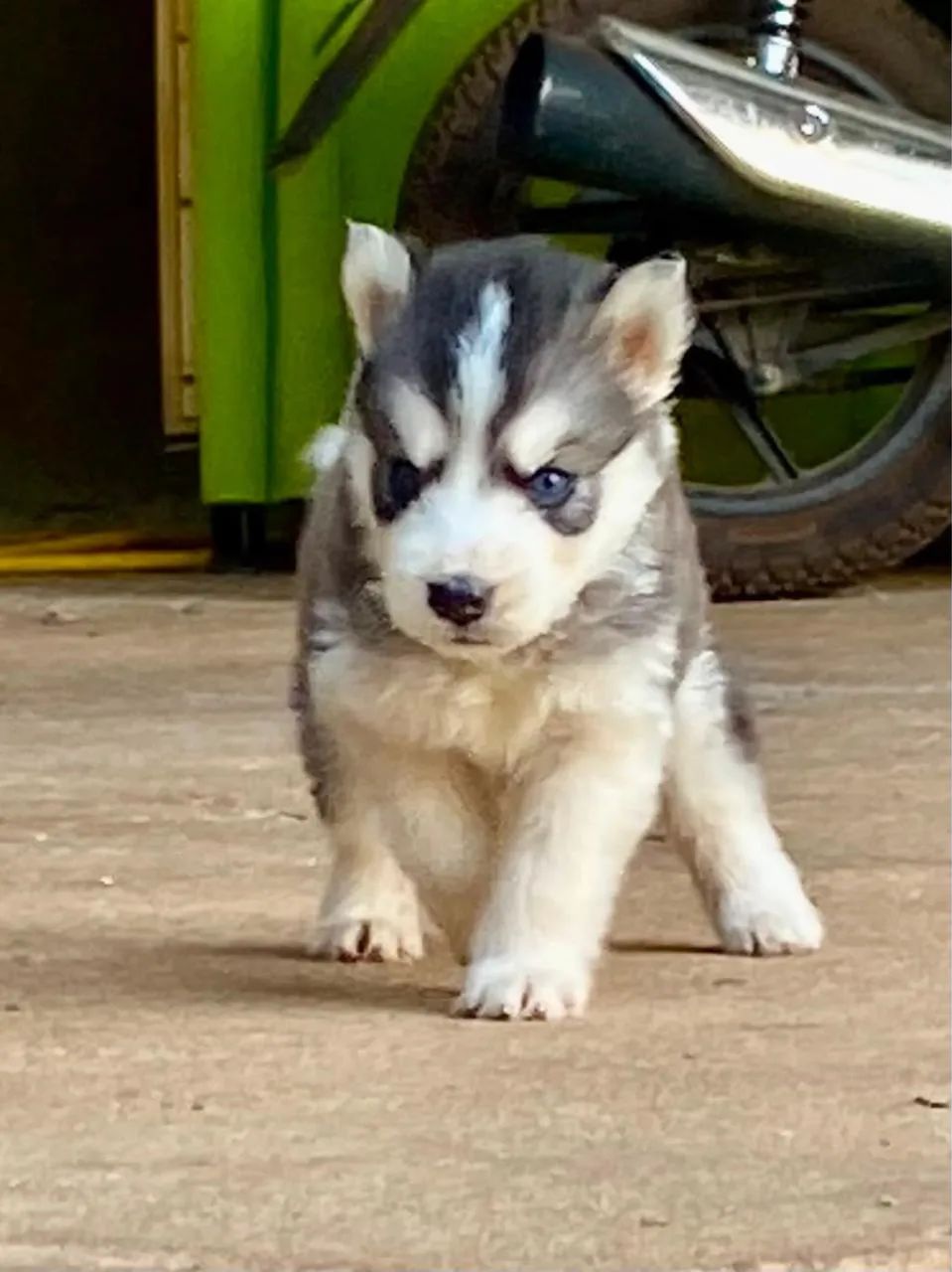 Filhotes de Husky Siberiano 
