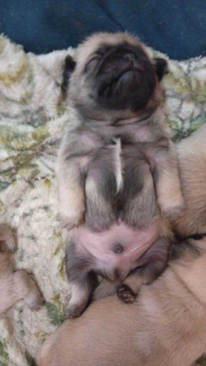 Filhotes de Pug macho  - Foto 2