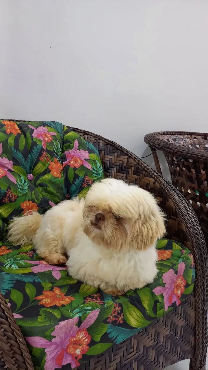 Shitzu macho - Foto 4