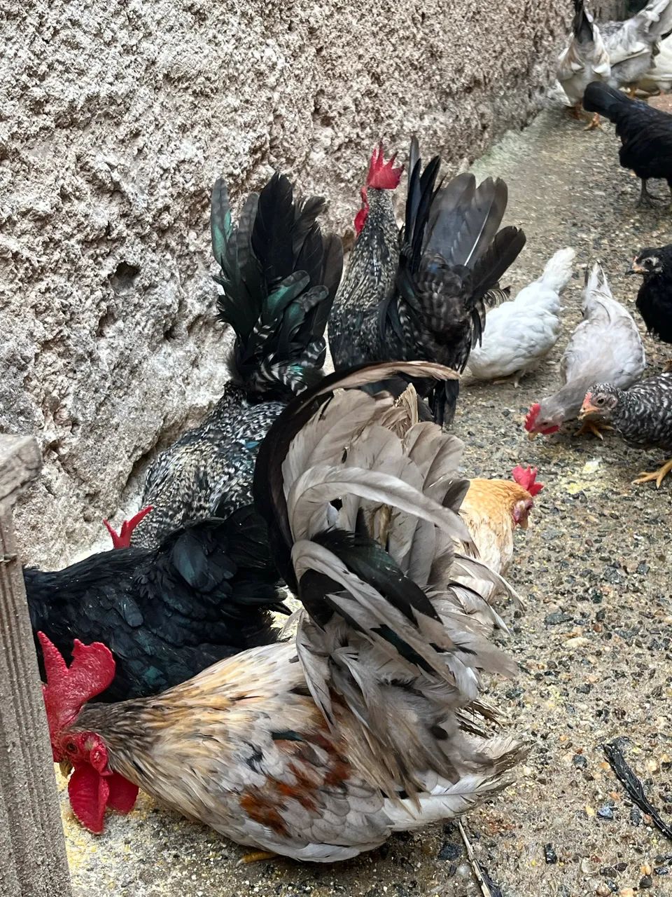 Vendo Garnizer Nagasaki e tenho comum  - Foto 2