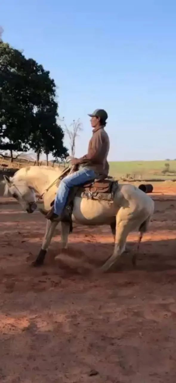 Egua palomina. Diferente das iguais - Foto 6