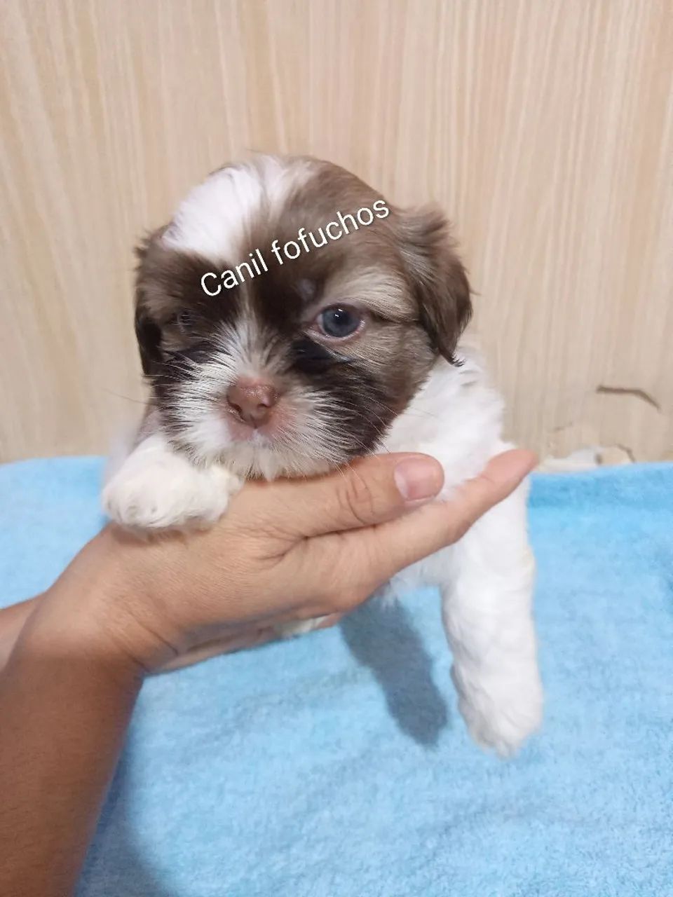 Vende se shitzu puro  - Foto 5