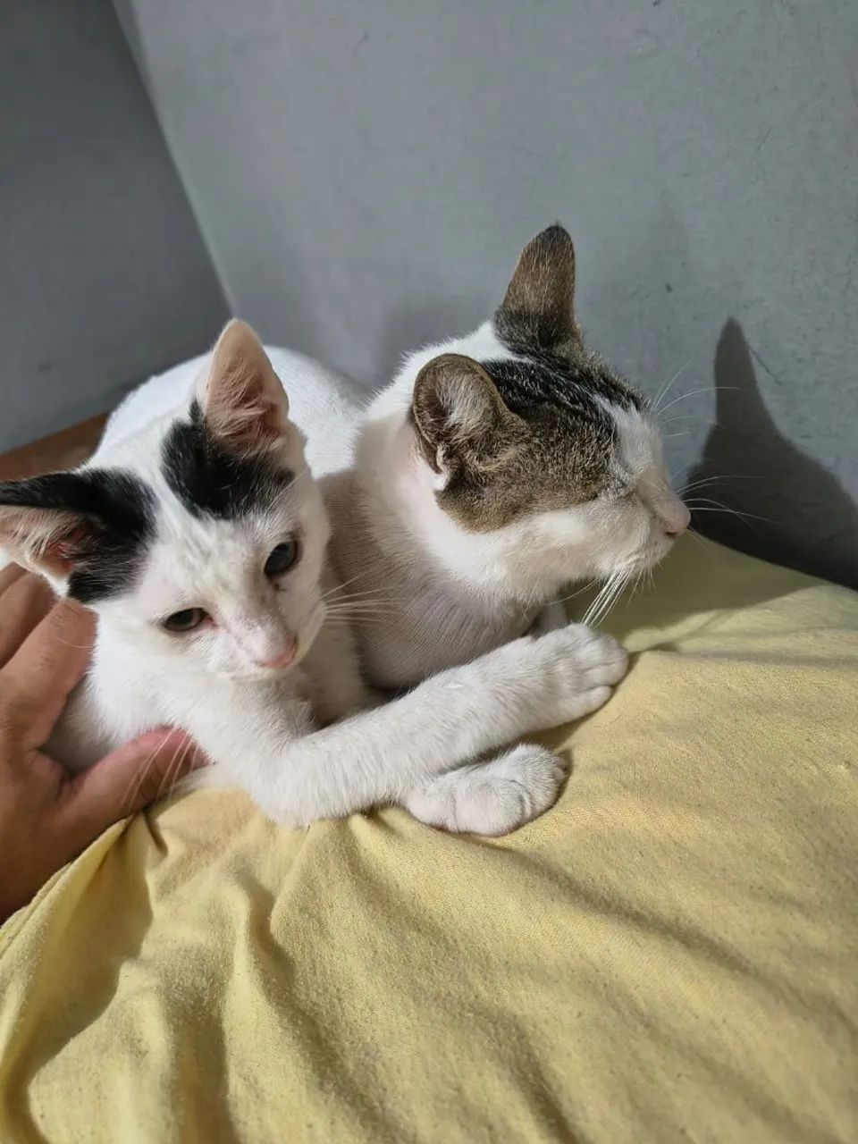 Doação responsável 