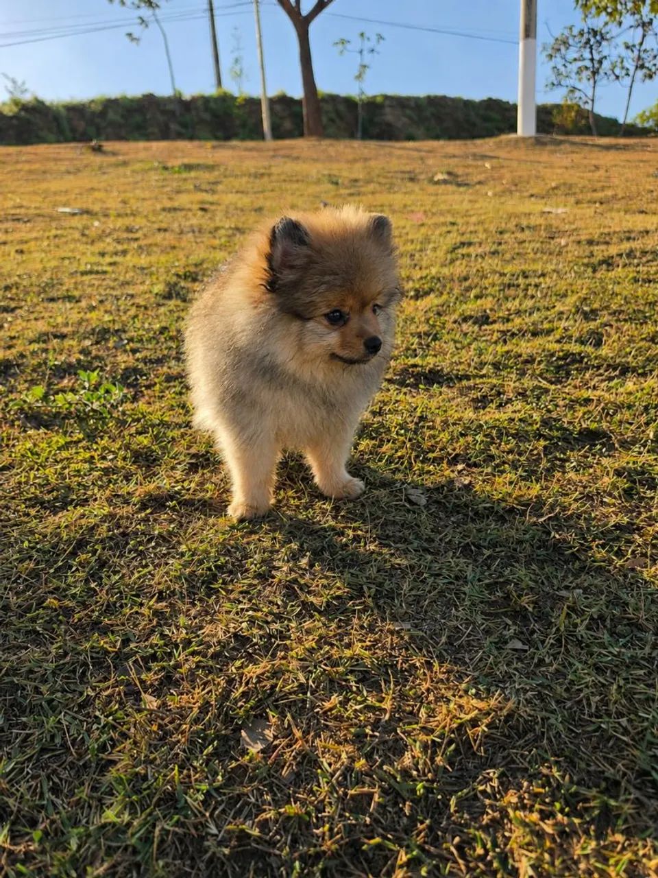 Spitz alemão anão macho