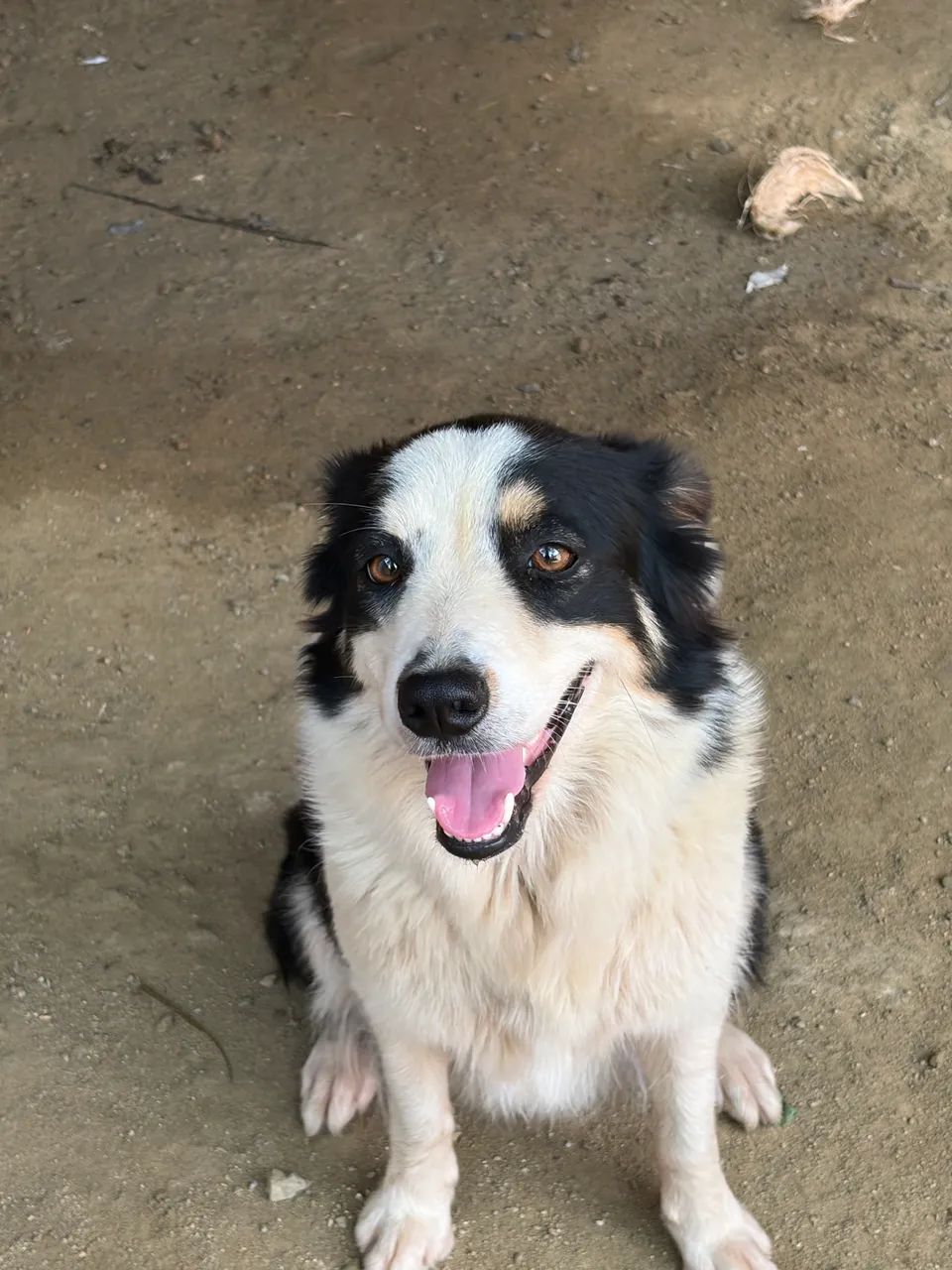 Filhote de Border collie ( fotos dos pais nas fotos) - Foto 2