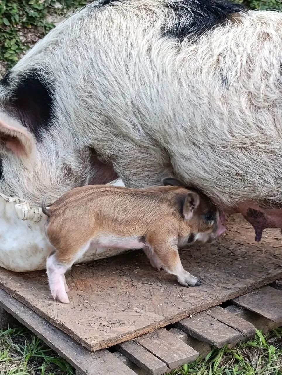 Míni pig - Foto 2