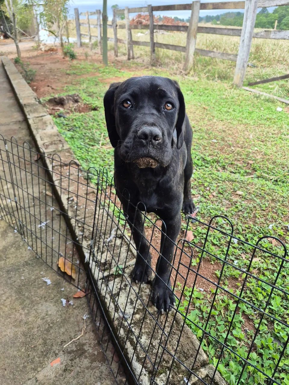 Fêmea cane corso  - Foto 3