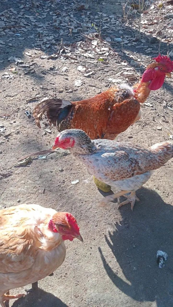 Galinhas