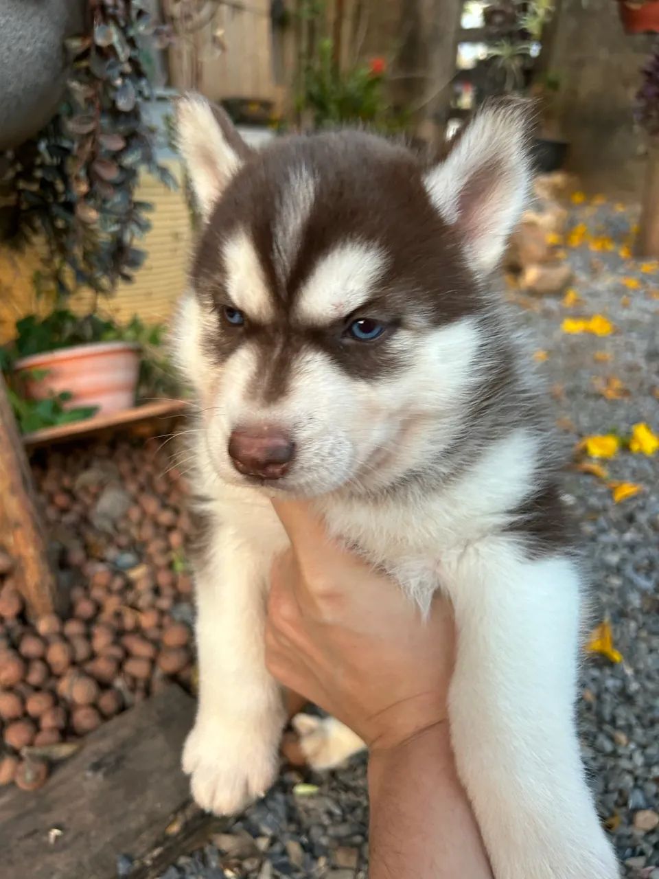Husky Siberiano  - Foto 3