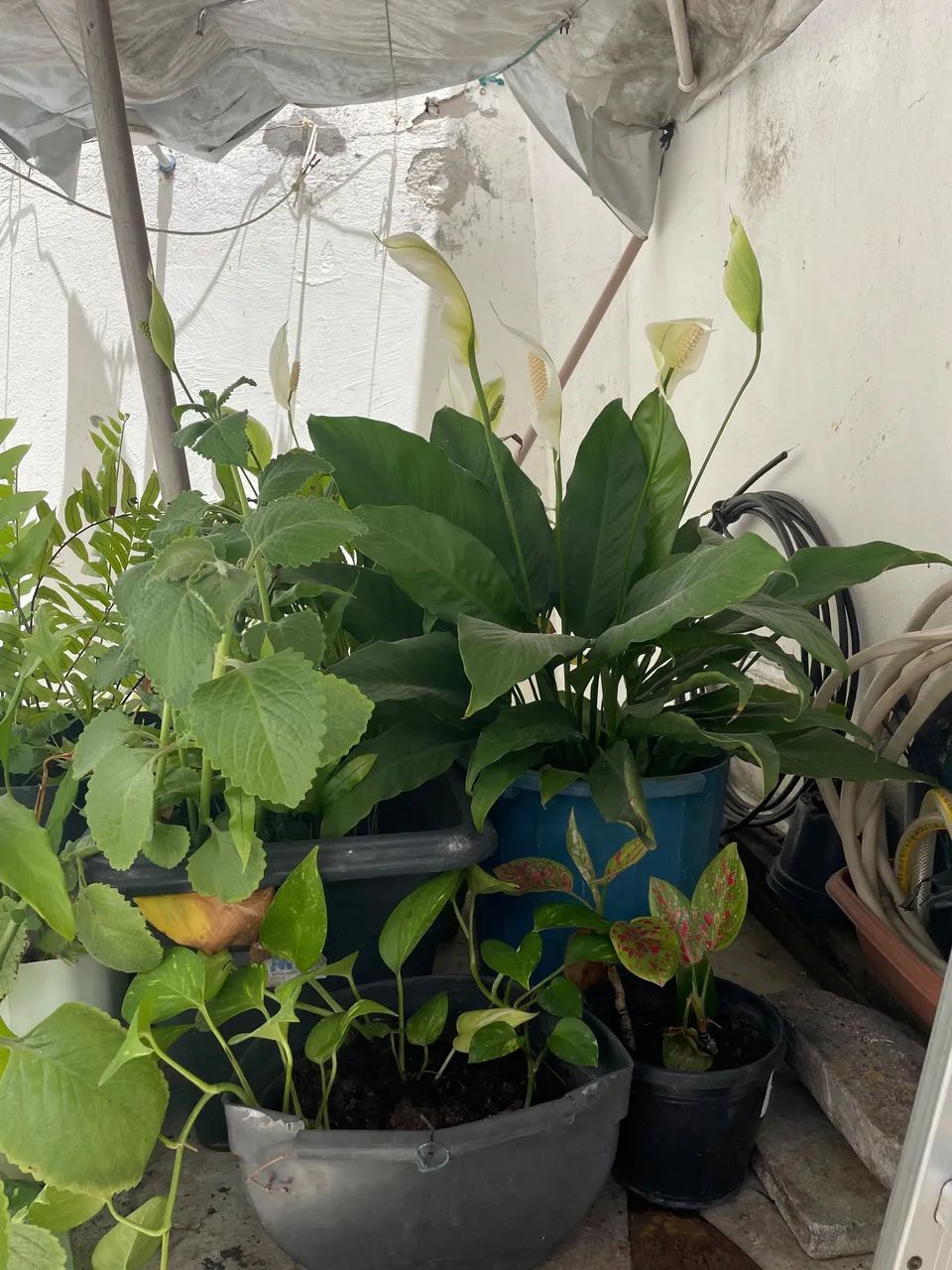 Vendo várias plantas  - Foto 2