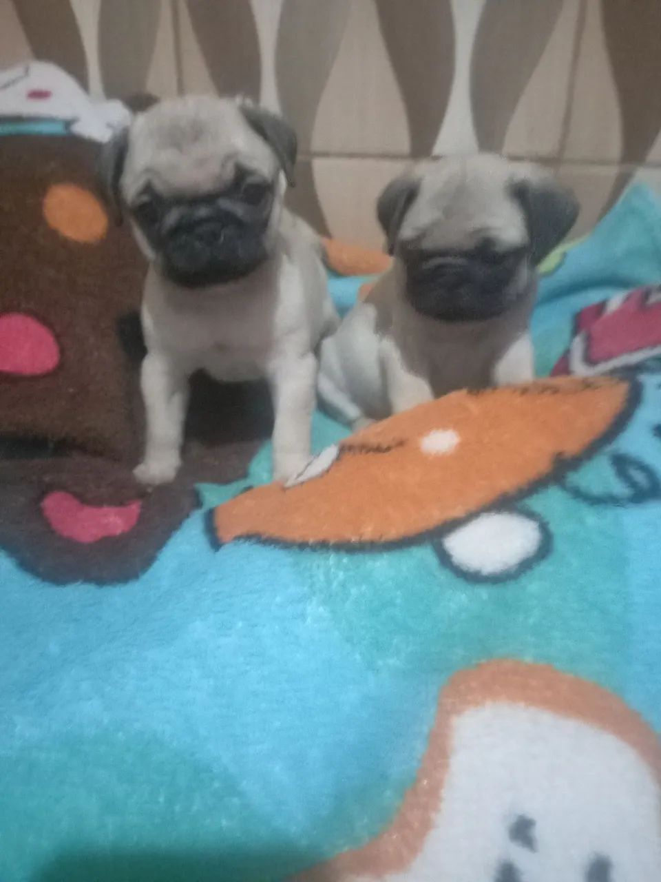 Lindos bb pug - Foto 3