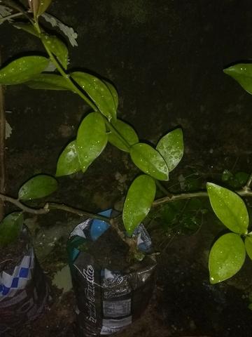 Ora pro nobis (Pereskia aculeata) R$ 25,00;R$ 20,00 ou R$ 12,00