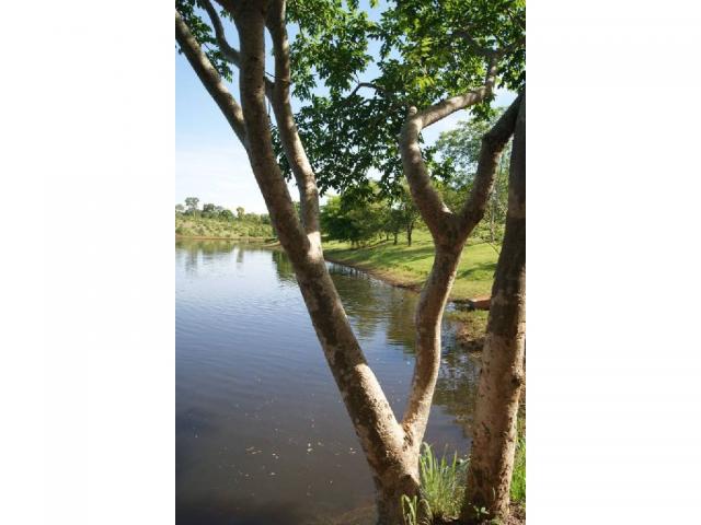 Chácara à venda em Zona rural, Cuiaba cod:20985 - Foto 3