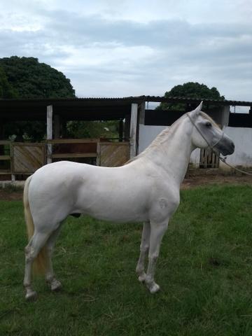 Vendo garanhão já premiado em pista! - Foto 2