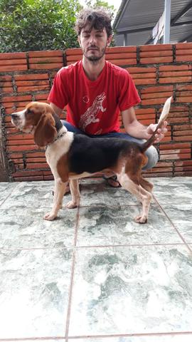 Beagle á venda - Foto 2