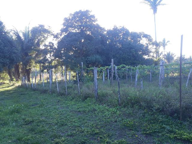 Vendo excelente chácara as margens da ma 216** 30 hectares em Penalva ma - Foto 5