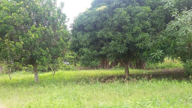 Chácara em Cacoal próximo ao Hospital Regional - Foto 9
