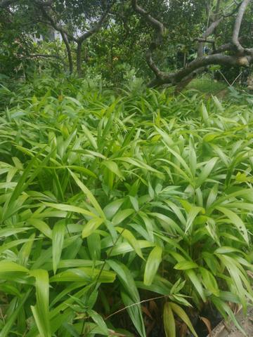 Vendo muda de açaí do Pará - Foto 2