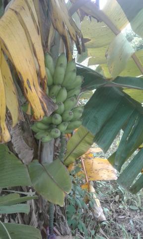 Vendo chácara no Valo Verde no município de Santo Antônio