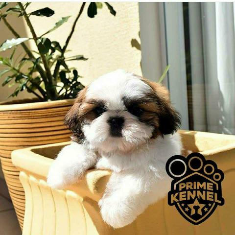 Shih Tzu 12 x R$60,24 - Foto 2