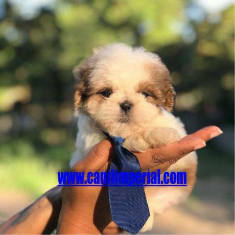 Microchipados Atestado de Saúde e Pedigree grátis Shih Tzu - Foto 5
