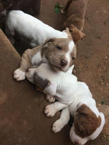 Pit Bull Filhotes - Foto 3