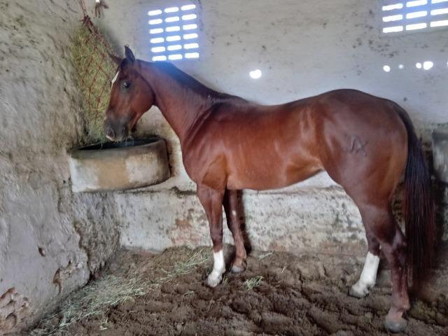 Cobertura (não estou vendendo o cavalo é apenas a cruza) - Foto 5