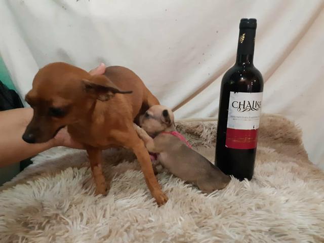 Pinscher zero pura 350 - Foto 4