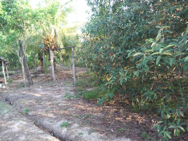 Sítio em Bacabeira - Foto 5