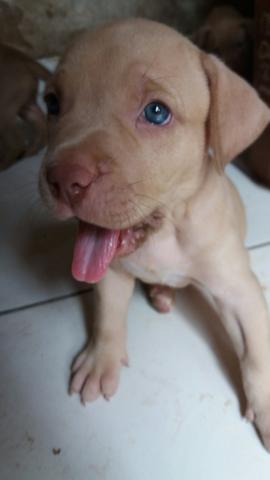 Pit monster MACHO disponível - Foto 4