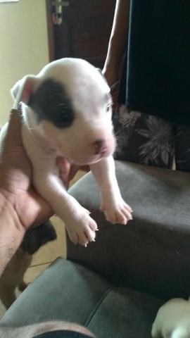 American Bully - Foto 2