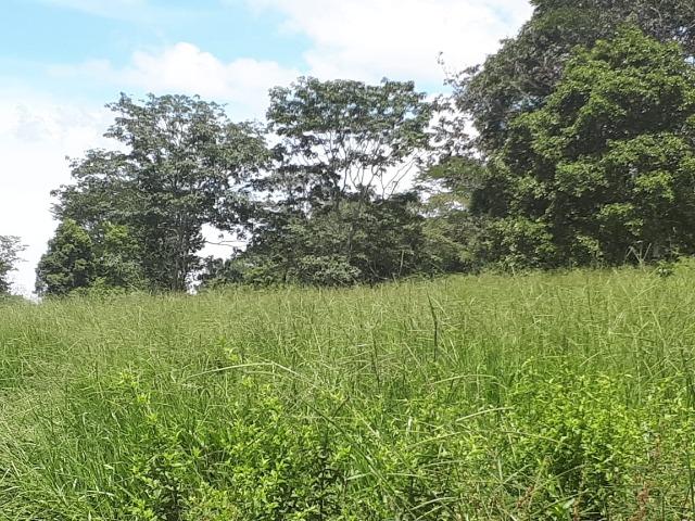 Fazenda c/ 508he c/ 330he Formados, 28km de Alto Araguaia-MT - Foto 15
