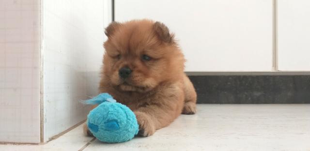 Chow chow filhote - Foto 4