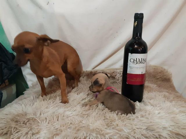 Pinscher zero pura 350 - Foto 5
