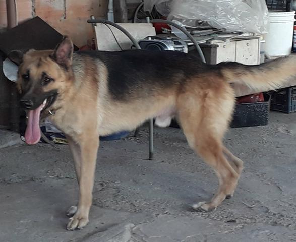 Vendo casal de pastor alemão adulto