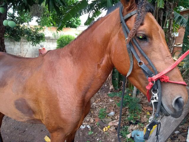 Vender ou trocar ou o bregão - Foto 3