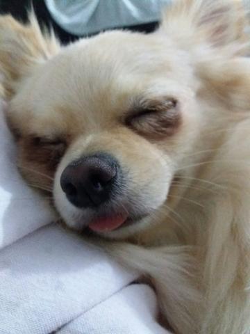 Tomo conta do seu cãozinho - Foto 4