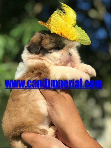 Microchipados Atestado de Saúde e Pedigree grátis Shih Tzu - Foto 3
