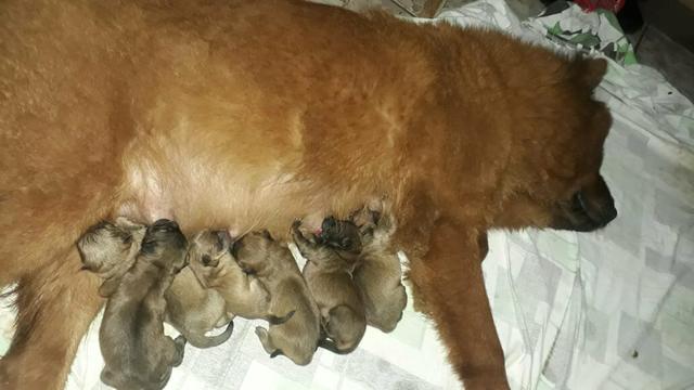 Chow chow