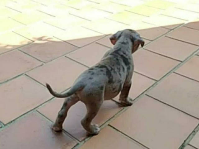 American Bully macho merle - Foto 3