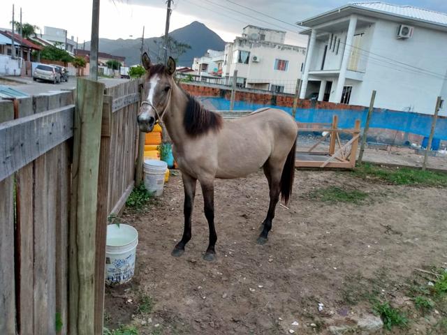 Cavalo e potranca - Foto 5