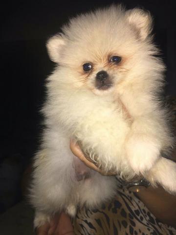 Vendo filhote de Spitz alemão fêmea e machinho - Foto 3
