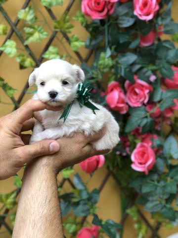 Último Casal de Maltês Micro disponível - Foto 2