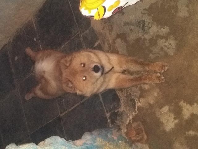 Preciso de um namorado pra minha cachorra chaw chaw