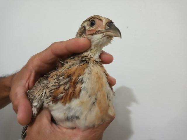 Aves disponíveis
