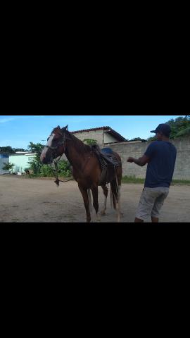 Cavalo marchador 3,500,00