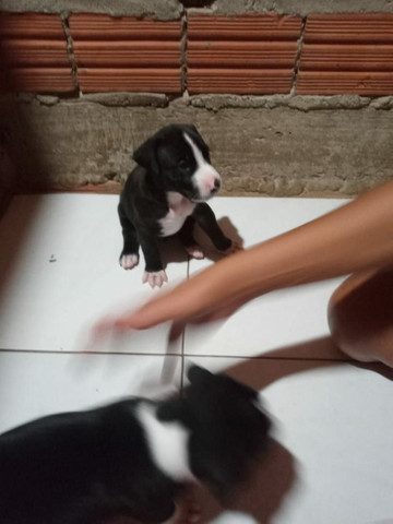 Filhotes de Pit Bull com Labrador - Foto 3