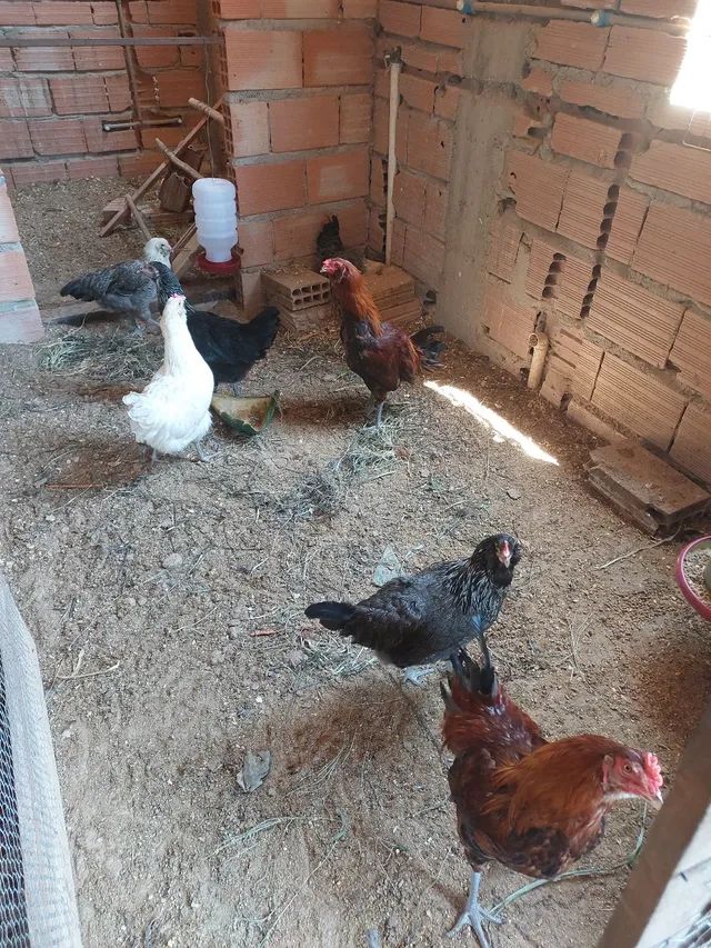 Combo de galos e galinhas